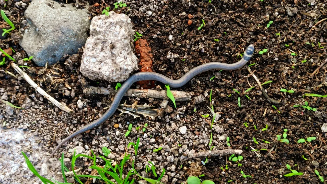 Attenzione a questi serpenti in giardino o nell’orto: ecco cosa potrebbe accadere