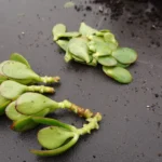 Come propagare le piante grasse: il metodo più semplice