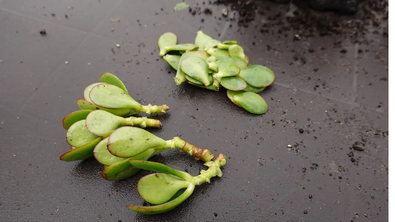 Come propagare le piante grasse: il metodo più semplice