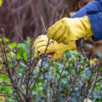 Piante da potare in inverno: ecco la lista completa