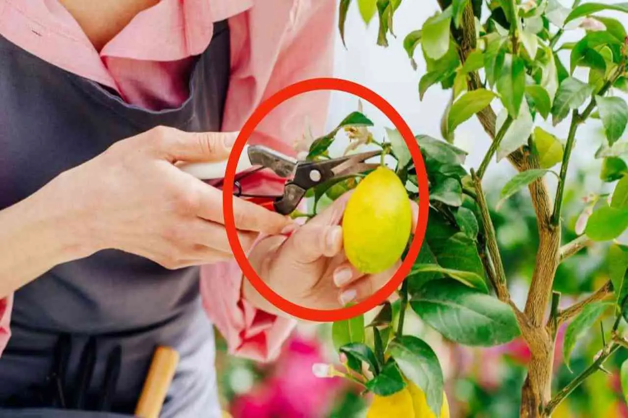 Quando si deve potare il limone: ecco la risposta degli esperti