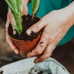 Non schiacciare il terreno attorno alle radici durante il trapianto