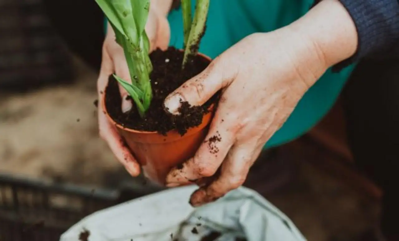 Come eliminare il terriccio vecchio dai vasi: il metodo corretto per il rinvaso