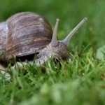 Come eliminare le lumache senza pesticidi: il trucco definitivo