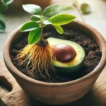 Come piantare un avocado: il consiglio del giardiniere
