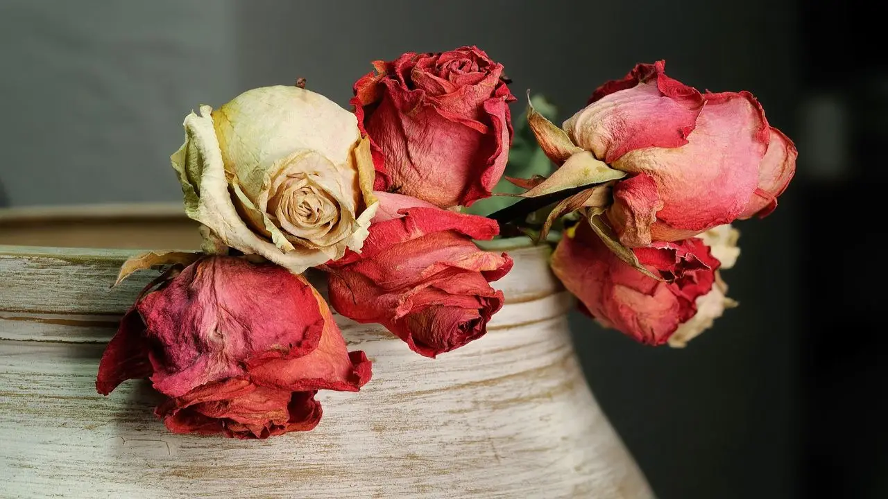 Rose malate? Ecco il trattamento naturale più efficace