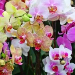 Come coltivare l’orchidea Phalaenopsis: consigli per fioriture spettacolari
