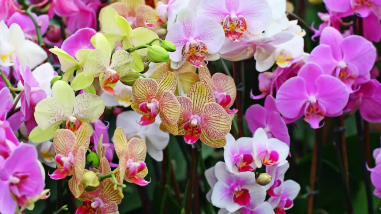 Come coltivare l’orchidea Phalaenopsis: consigli per fioriture spettacolari