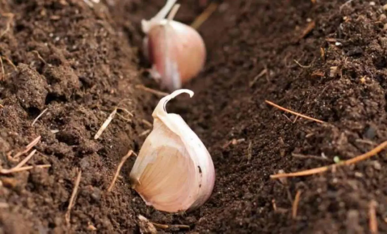 Come coltivare l’aglio: ecco il metodo del giardiniere