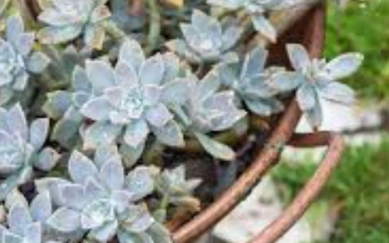 Non innaffiare le piante grasse: ecco cosa accade se…