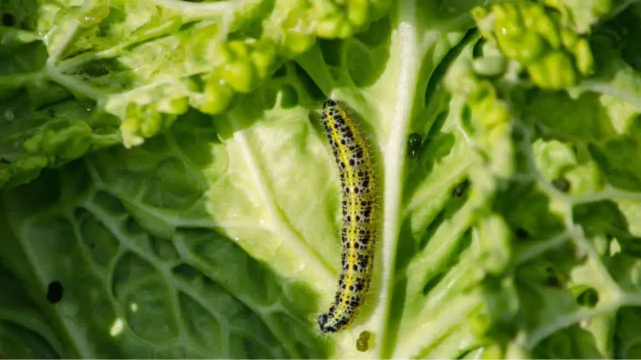 Come eliminare i bruchi dal cavolo: il metodo naturale