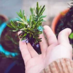 Rosmarino: ecco come curarlo