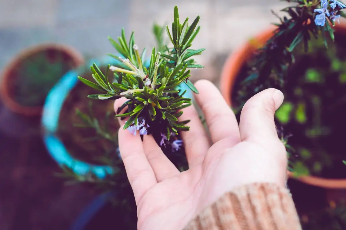 Rosmarino: ecco come curarlo