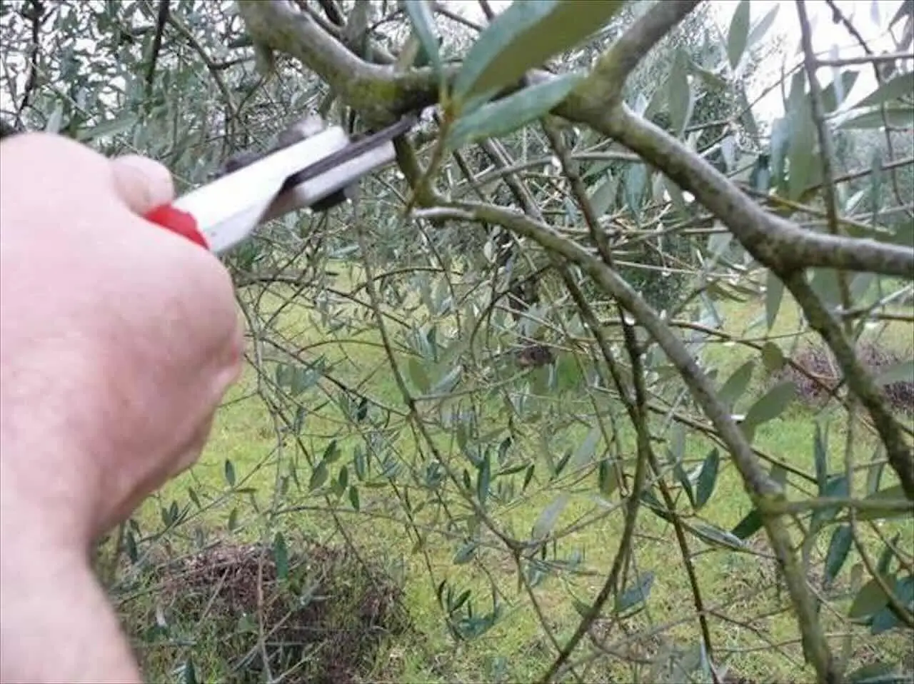 Come si pota l’olivo: ecco il metodo del giardiniere esperto