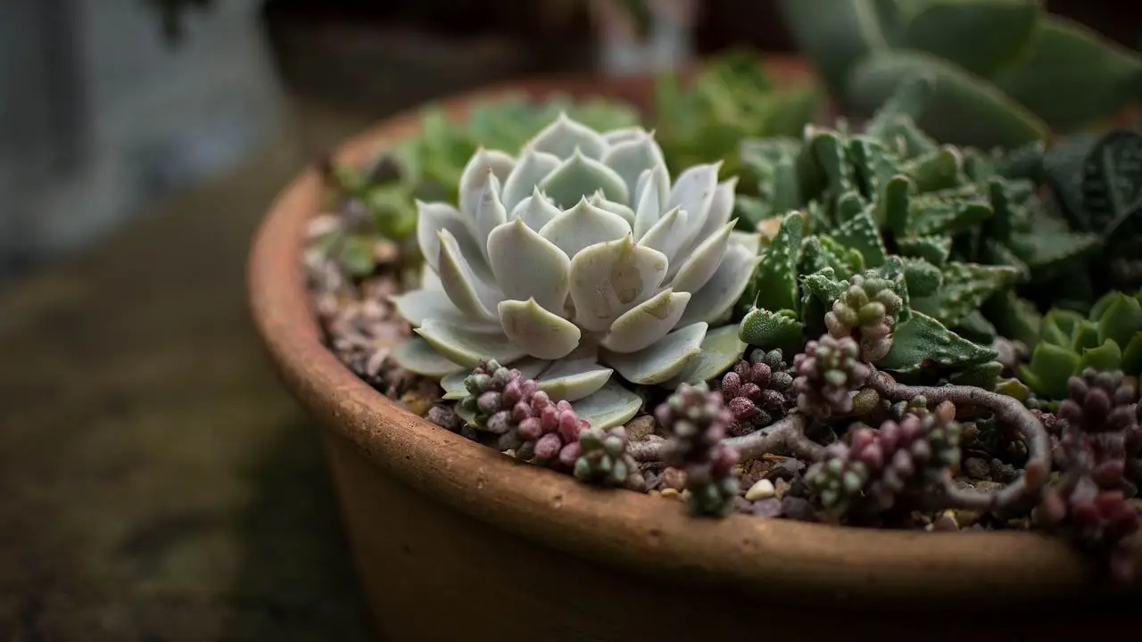 Come far crescere le piante grasse più velocemente? Ecco il segreto