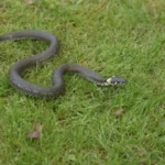 Serpenti nel prato? Ecco da cosa sono attratti e come evitarli