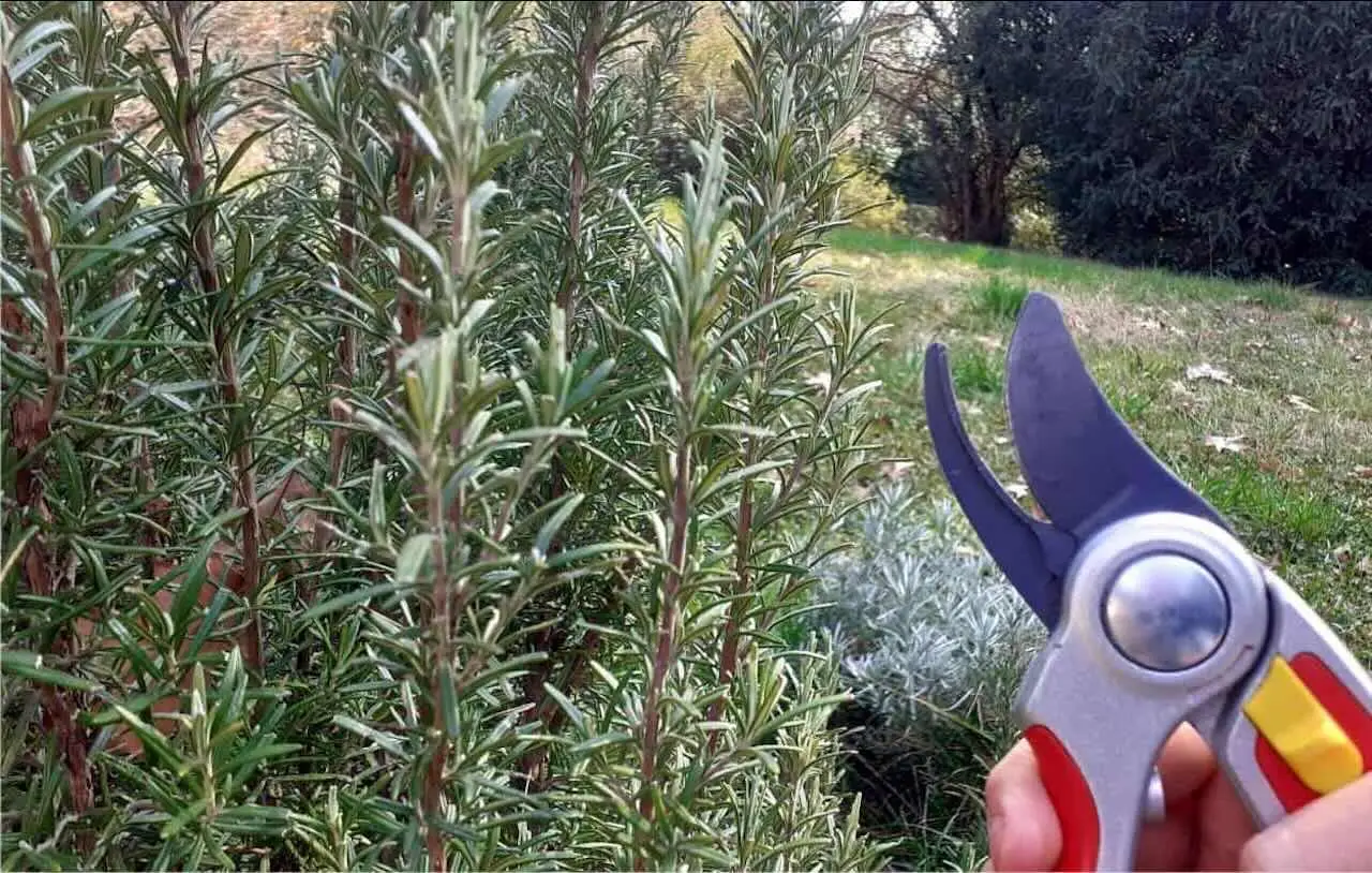 Come fare talee di lavanda? Il trucco per una radicazione veloce