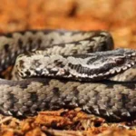 Allerta vipere in giardino: ecco cosa può accadere se ne trovi una