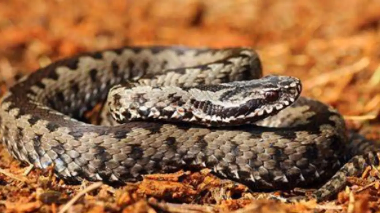 Allerta vipere in giardino: ecco cosa può accadere se ne trovi una