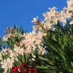 Quando potare l’oleandro: ecco cosa devi sapere