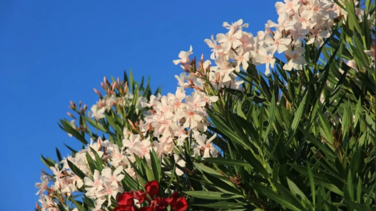 Quando potare l’oleandro: ecco cosa devi sapere
