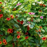 La pianta magica che cresce senza sostegni e regala un giardino spettacolare fino all’autunno