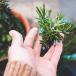 Come avere un rosmarino sano e rigoglioso: ecco il trucco del giardiniere