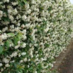 Come curare il gelsomino in inverno? I consigli del giardiniere esperto