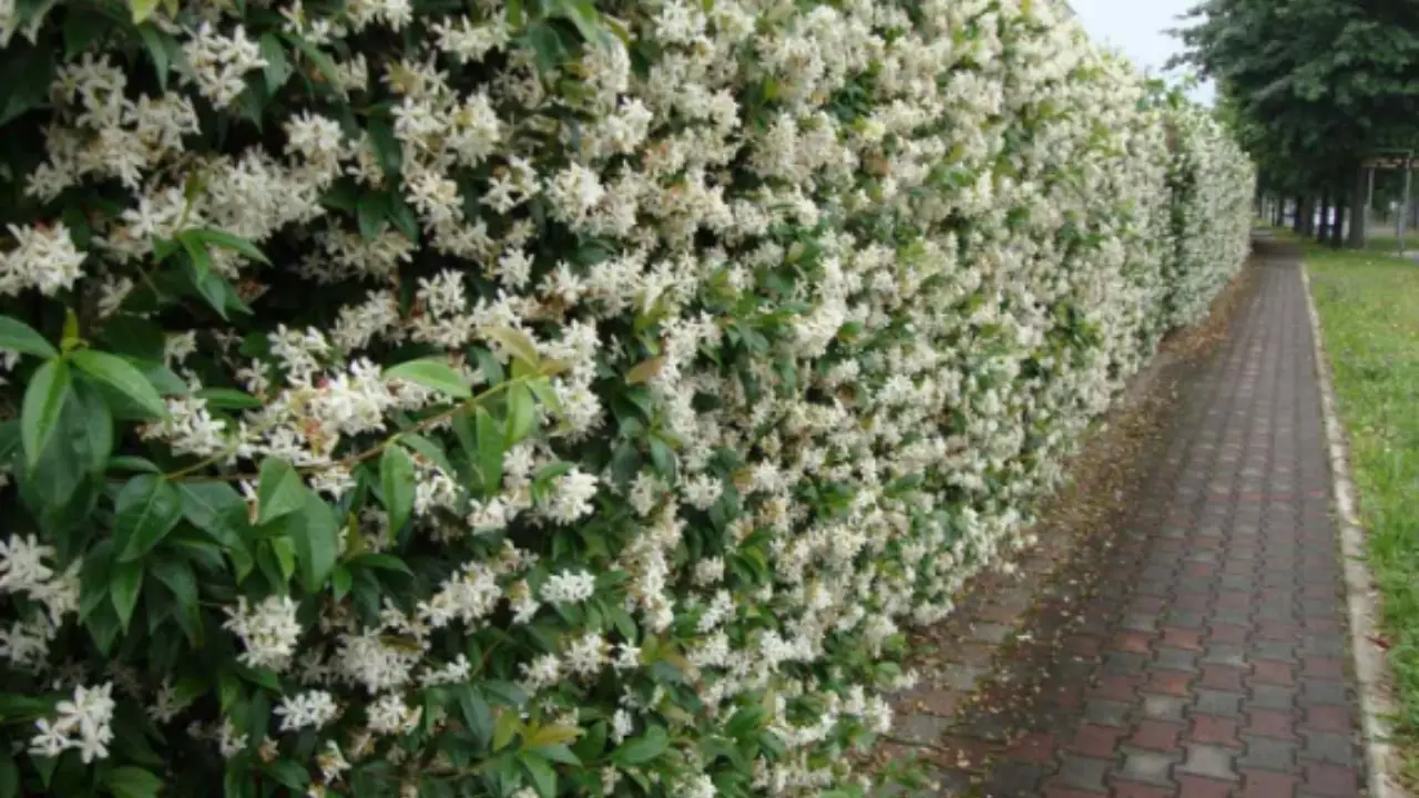 Come curare il gelsomino in inverno? I consigli del giardiniere esperto