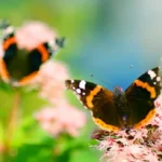 Quali fiori attirano le farfalle? Le piante ideali per un giardino vivo