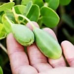 Come coltivare una pianta di cappero: ecco cosa devi fare, è semplicissimo