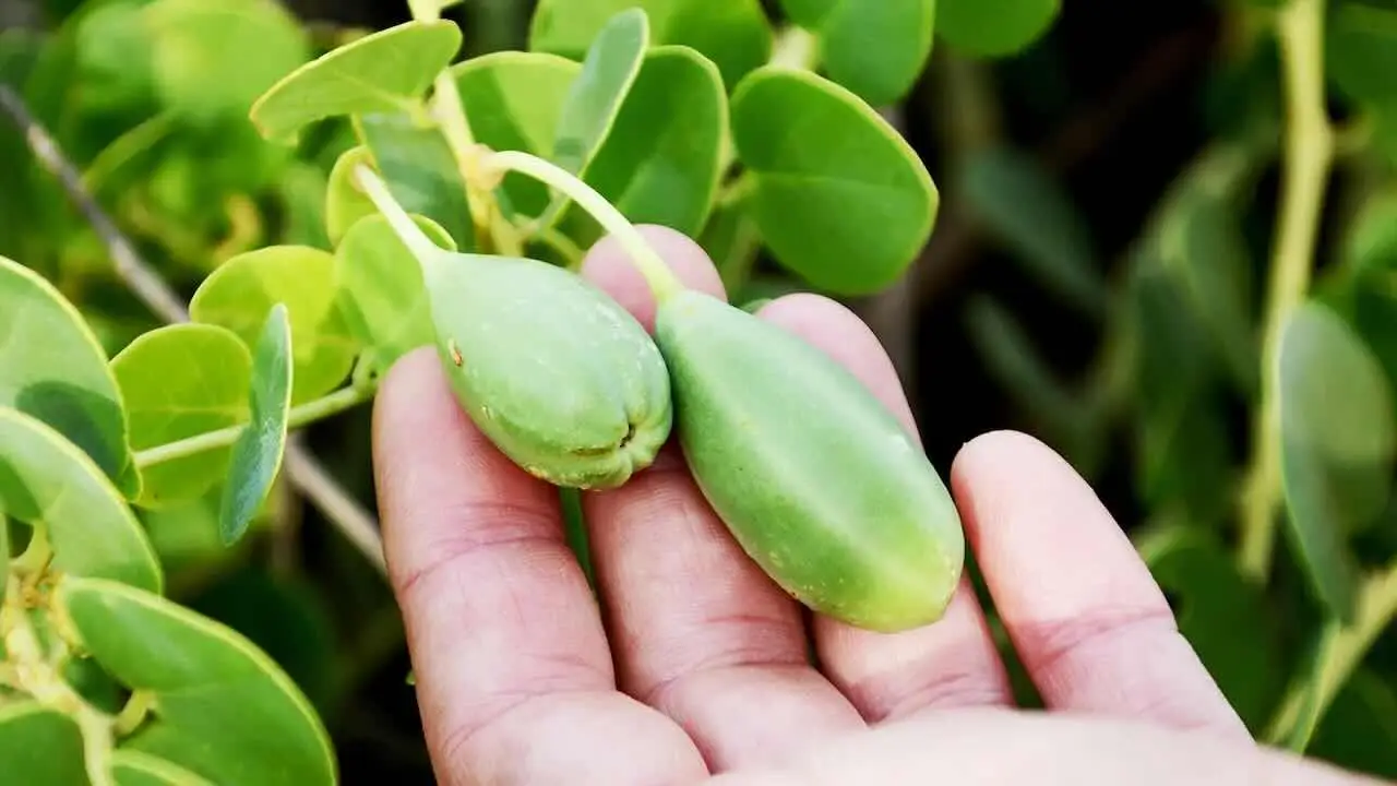 Come coltivare una pianta di cappero: ecco cosa devi fare, è semplicissimo