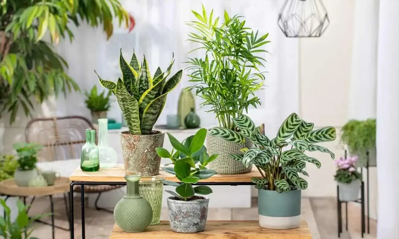 Piante che portano sfortuna in casa: ecco quali sono, lo sapevi?