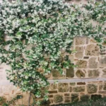 Come si pianta una pianta rampicante? I passaggi fondamentali
