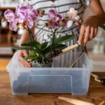 Come bagnare le orchidee: il metodo innovativo del giardiniere