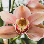 Come si cura il Cymbidium? Ecco il metodo dell’esperto