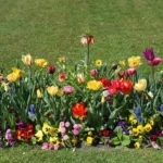 Come creare un’aiuola di piante perenni