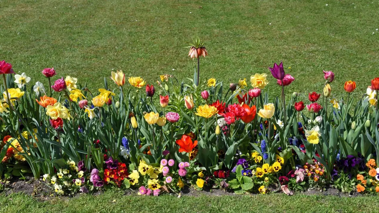 Come creare un’aiuola di piante perenni