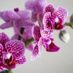 Come far fiorire le orchidee: ecco cosa devi sapere