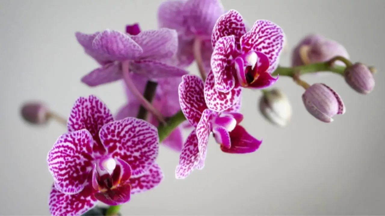 Come far fiorire le orchidee: ecco cosa devi sapere