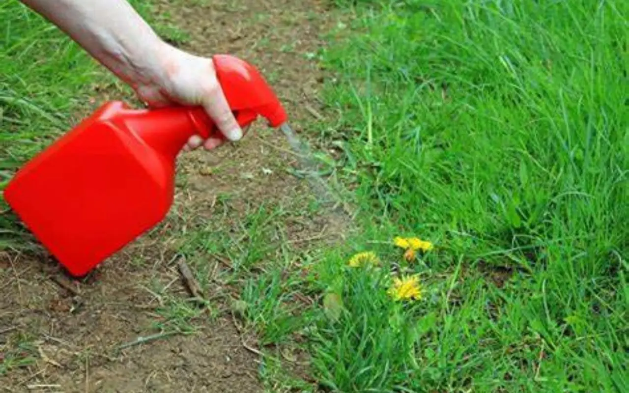 Come eliminare le erbacce senza usare prodotti chimici: il metodo naturale più efficace