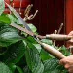 Il metodo definitivo per potare le ortensie: lo conoscevi