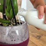 Come pulire le foglie delle piante con il latte: ecco il metodo