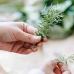 Come fare talee di rosmarino? Ecco il metodo più semplice