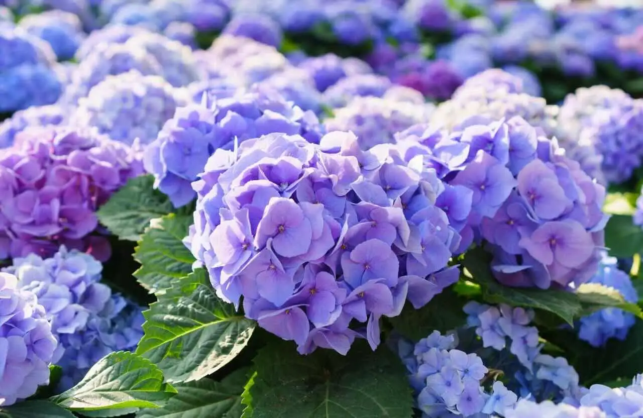 Perché le ortensie cambiano colore? Il segreto del pH del terreno