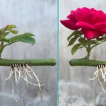 Come fare talee di rose? Il metodo passo dopo passo