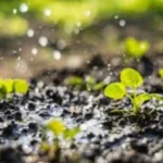 Come migliorare il drenaggio del terreno: il trucco del giardiniere