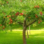 Alberi da frutto in giardino: quali scegliere per ogni stagione