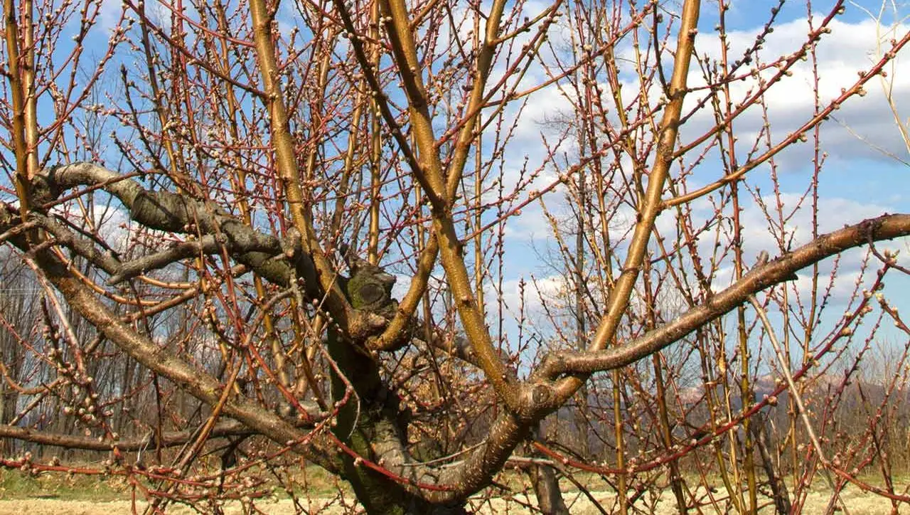 Quando potare il pesco? Ecco cosa sapere per un raccolto perfetto