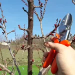 Come potare gli alberi da frutto per ottenere più raccolto: il metodo che tanti sbagliano